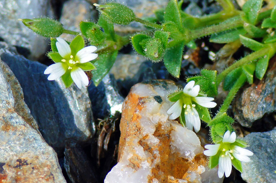 Cerastium diffusum / Peverina a quattro stili